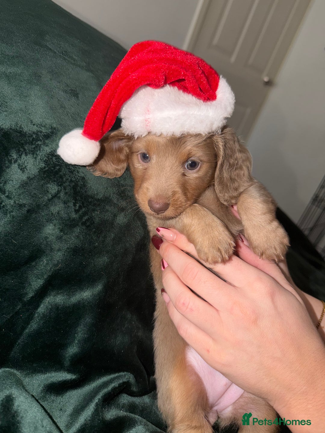 Miniature Dachshund dogs for sale: Fluffy Miniature Dachshund - Advert 19