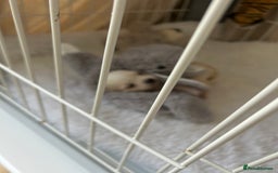 Chihuahua dogs for sale: Cream and white Longcoat KC reg reg boy  - Image 8