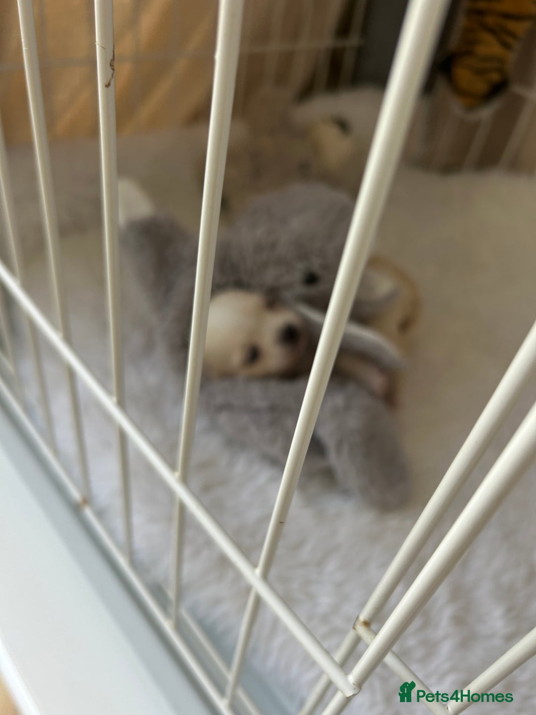 Chihuahua dogs for sale: Cream and white Longcoat KC reg reg boy  - Image 8