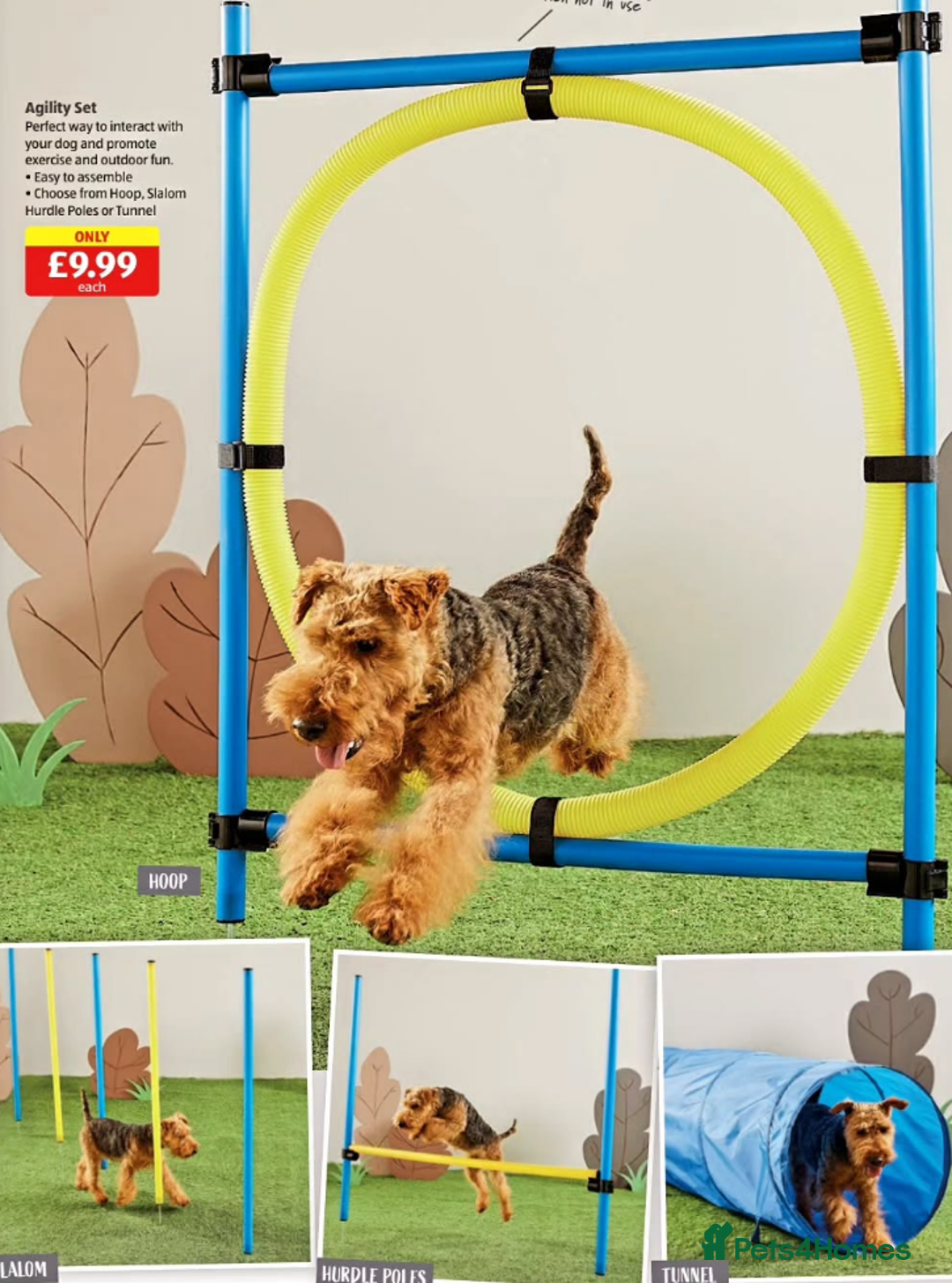 Welsh Terrier dogs for sale: Beautiful Champion Lines KC Welsh Terrier Puppies - Image 3