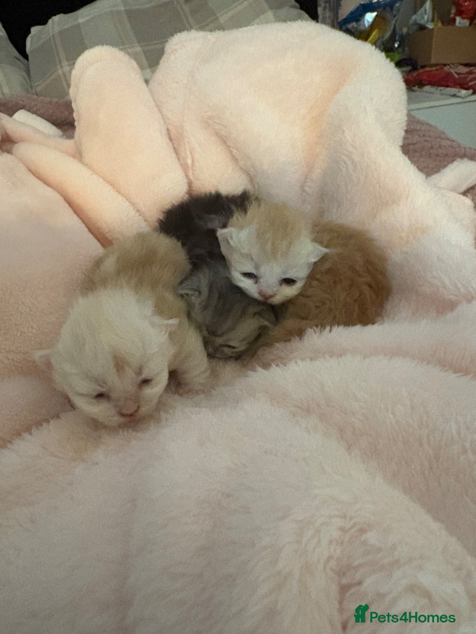 Munchkin cats Two stunning red silver male munchkins  - Advert 2