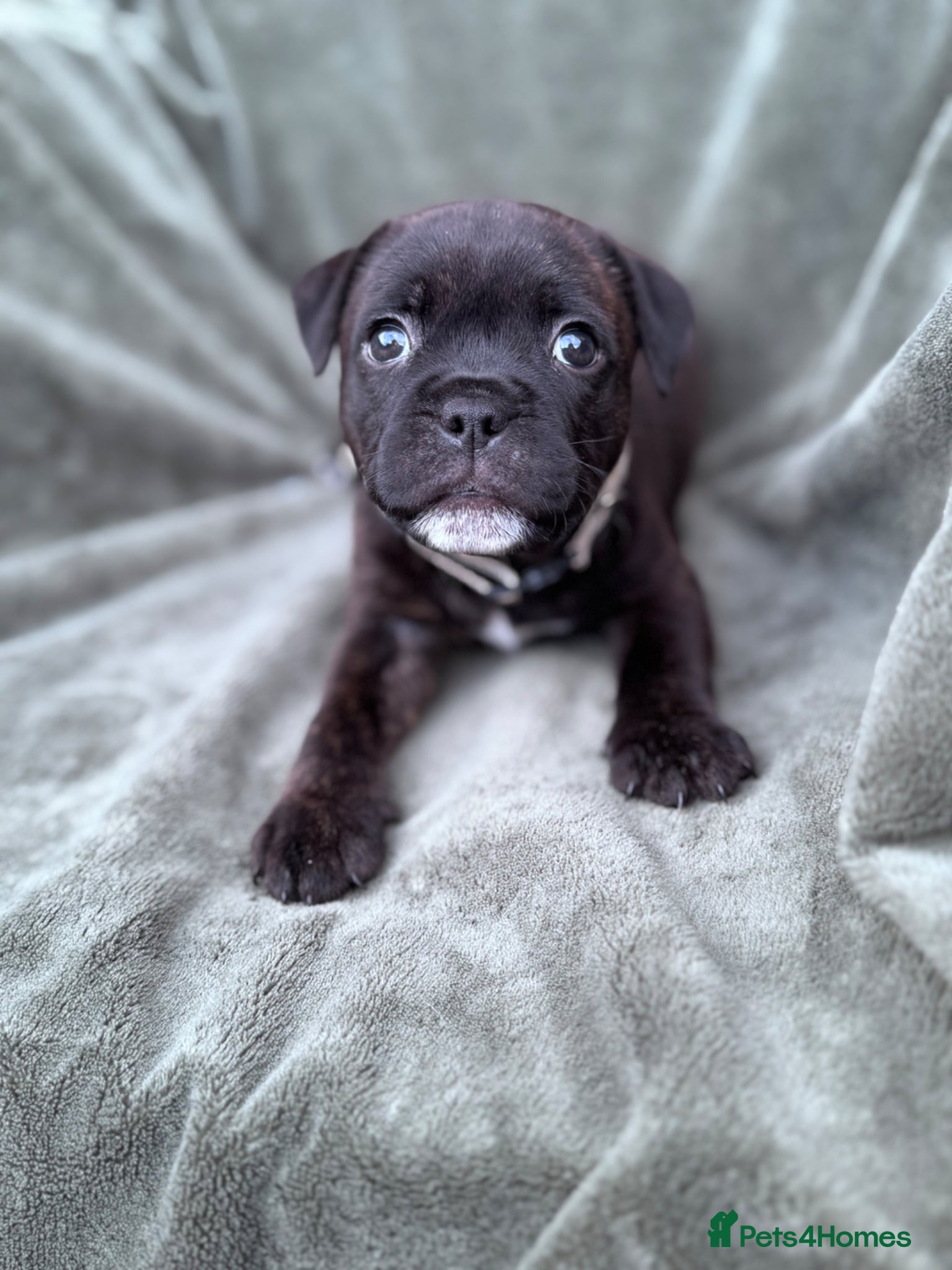 Staffordshire Bull Terrier dogs KC Staffordshire Bull Terrier - Advert 12