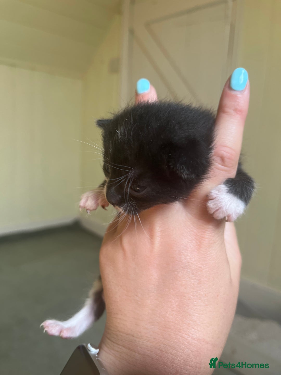 Domestic Shorthair cats for sale: Kittens for sale £80 - Image 18