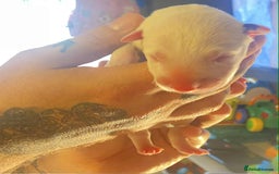 English Bull Terrier dogs for sale: English bull terrier puppies  - Advert 4