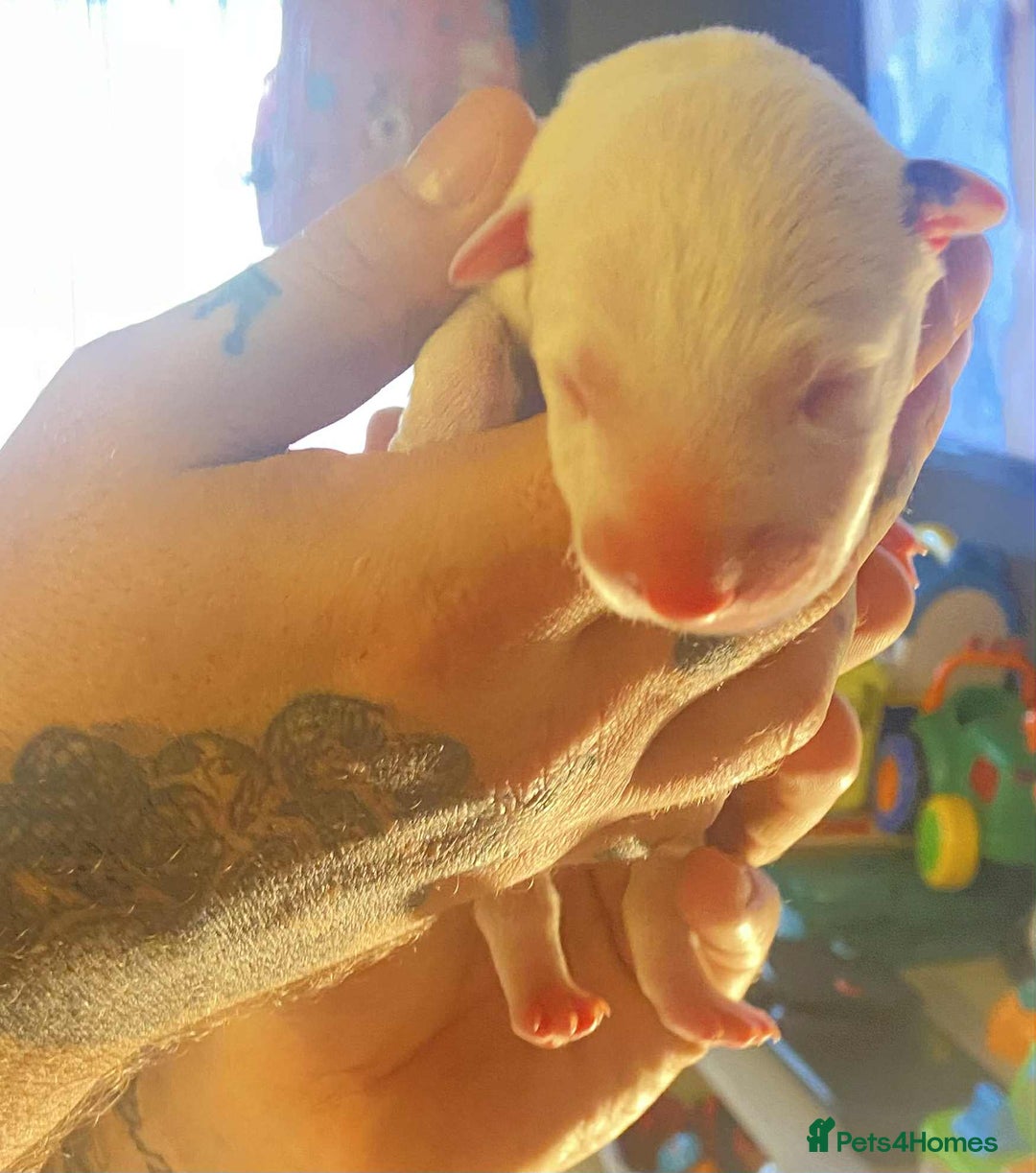 English Bull Terrier dogs for sale: English bull terrier puppies  - Advert 4