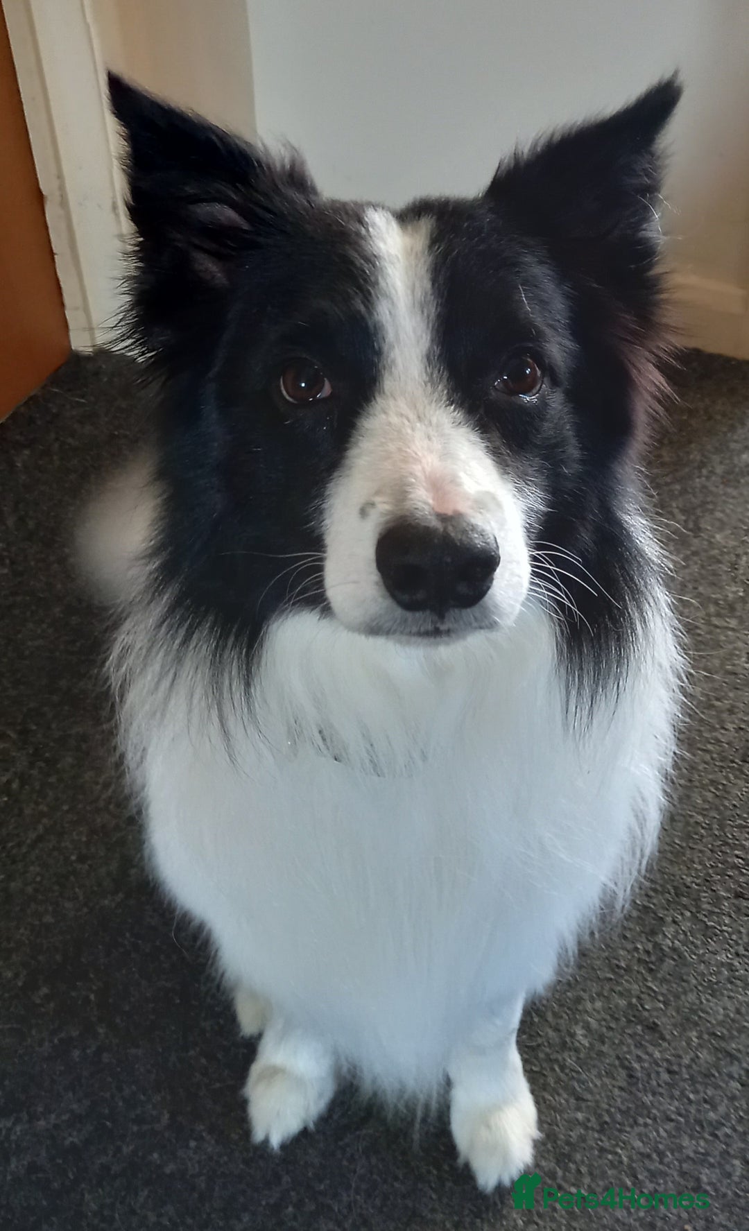 Border Collie dogs for sale: Beautiful Border Collie pups - Image 16