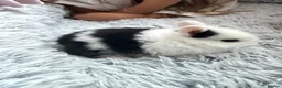 Netherland Dwarf rabbits for sale: Netherland Dwarf rabbits  - Advert 1