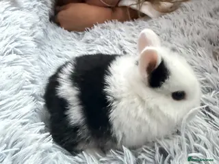 Netherland Dwarf rabbits Netherland Dwarf rabbits - Advert 6