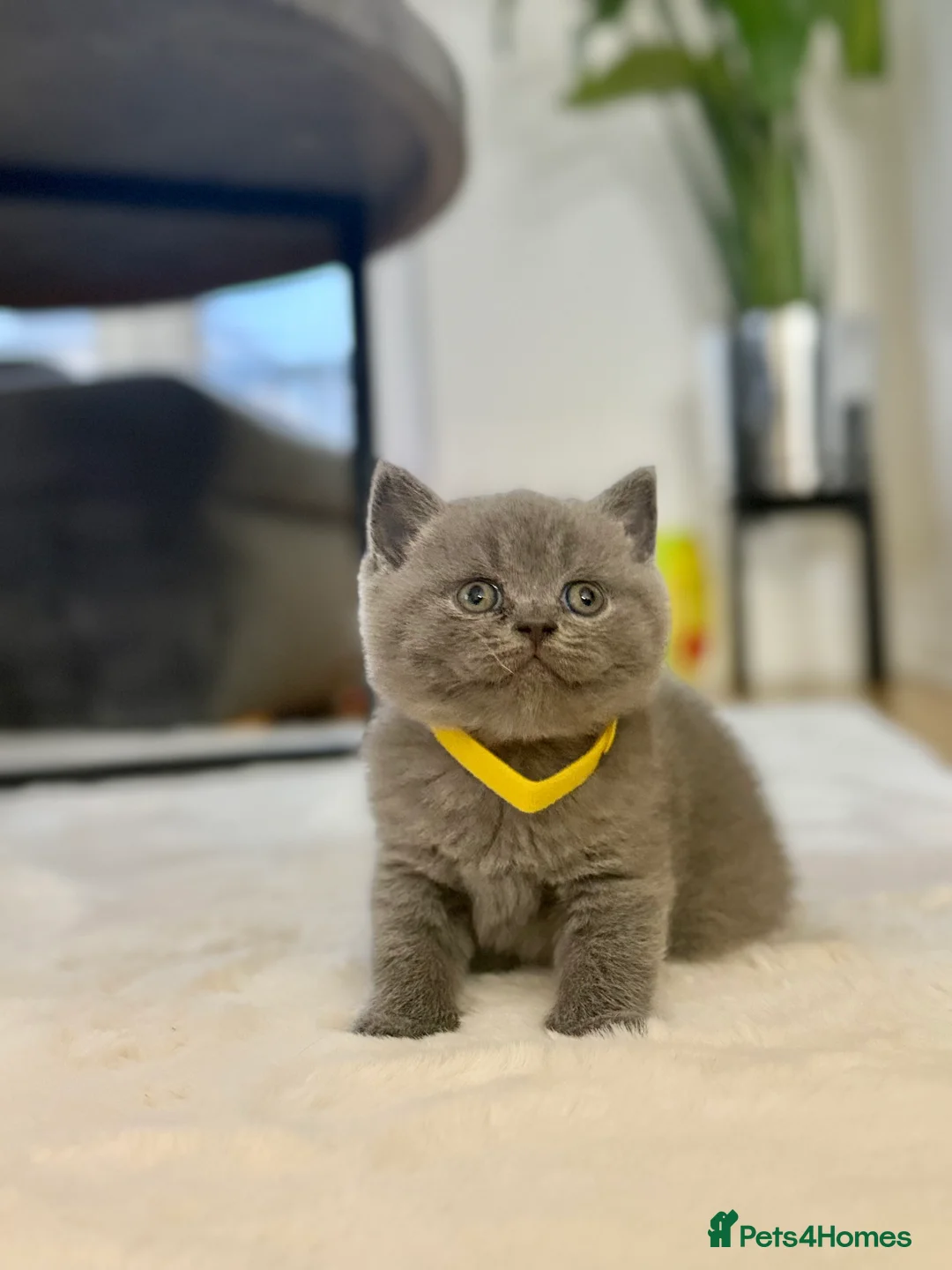 Scottish Fold cats for sale: Scottish straight  - Advert 12