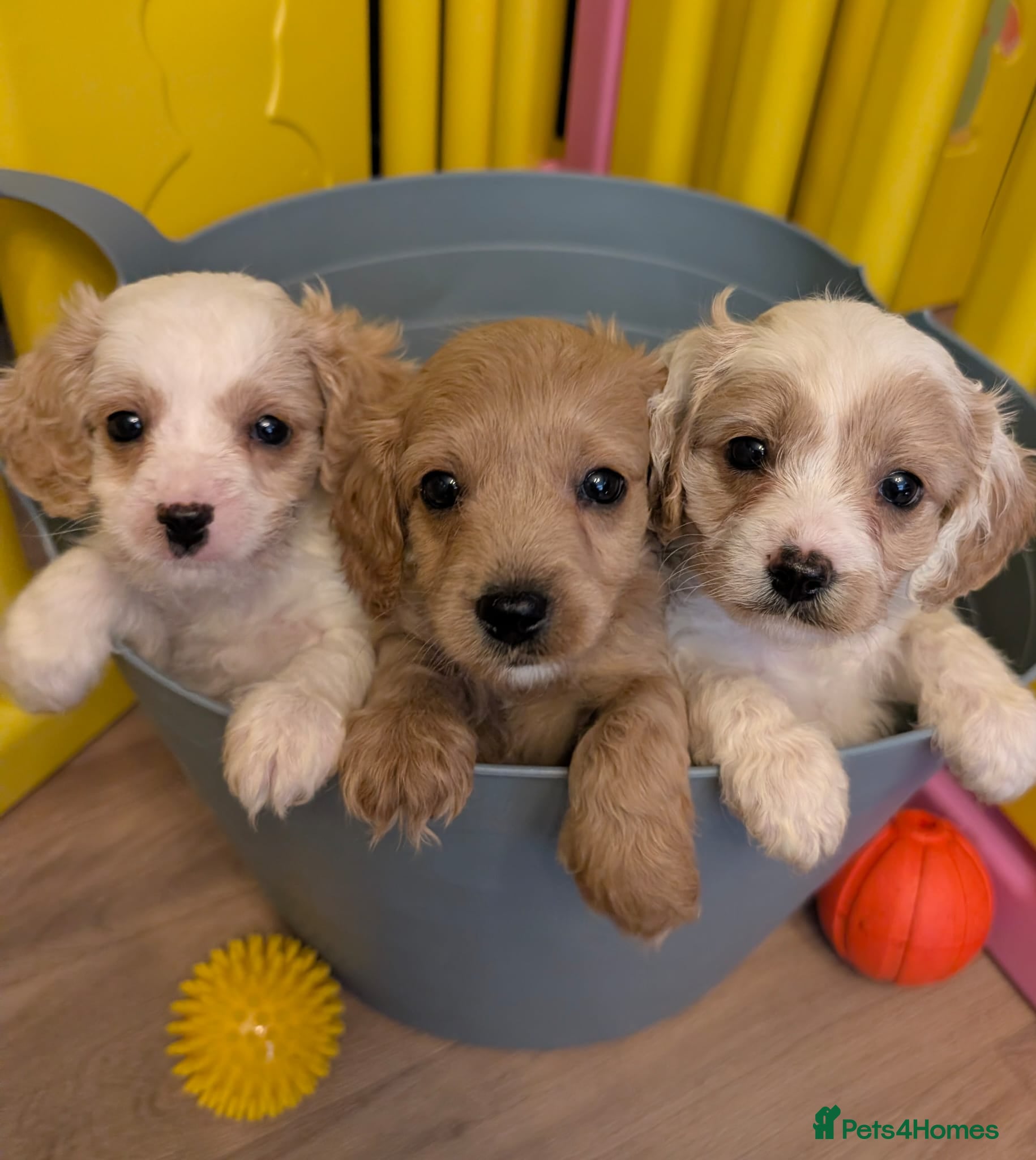 Cavapoo dogs Cavapoo F1 puppies Manchester  - Advert 12