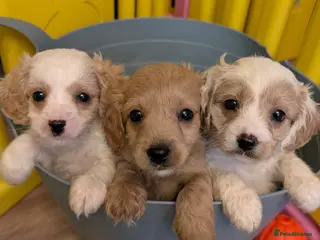 Cavapoo dogs Cavapoo F1 puppies Manchester - Advert 12