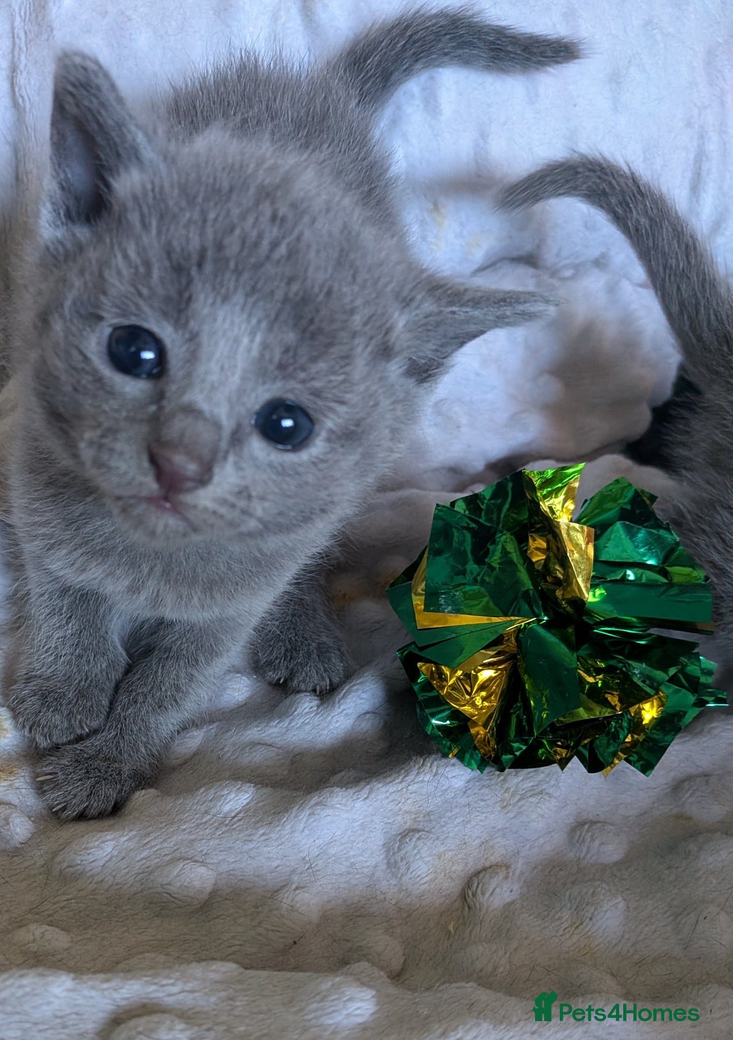Russian Blue cats Stunning Russian Blue Kittens–Pedigree&TICA Reg - Advert 4