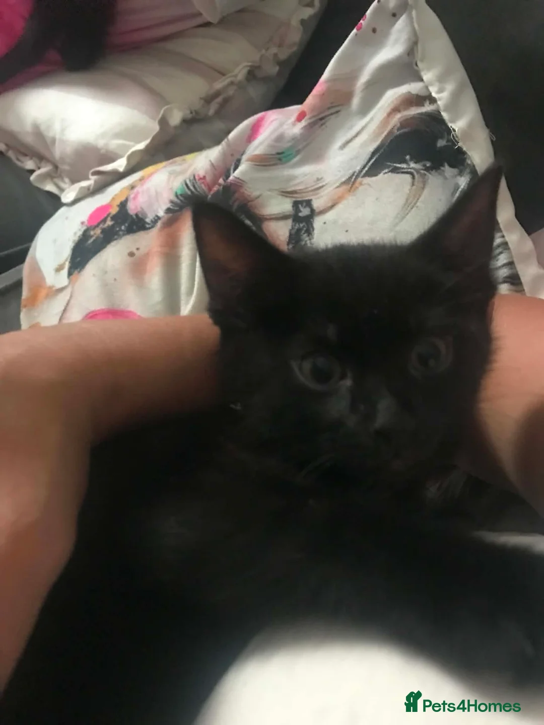 Mixed Breed cats for sale: Beautiful  boy kitten  - Advert 4