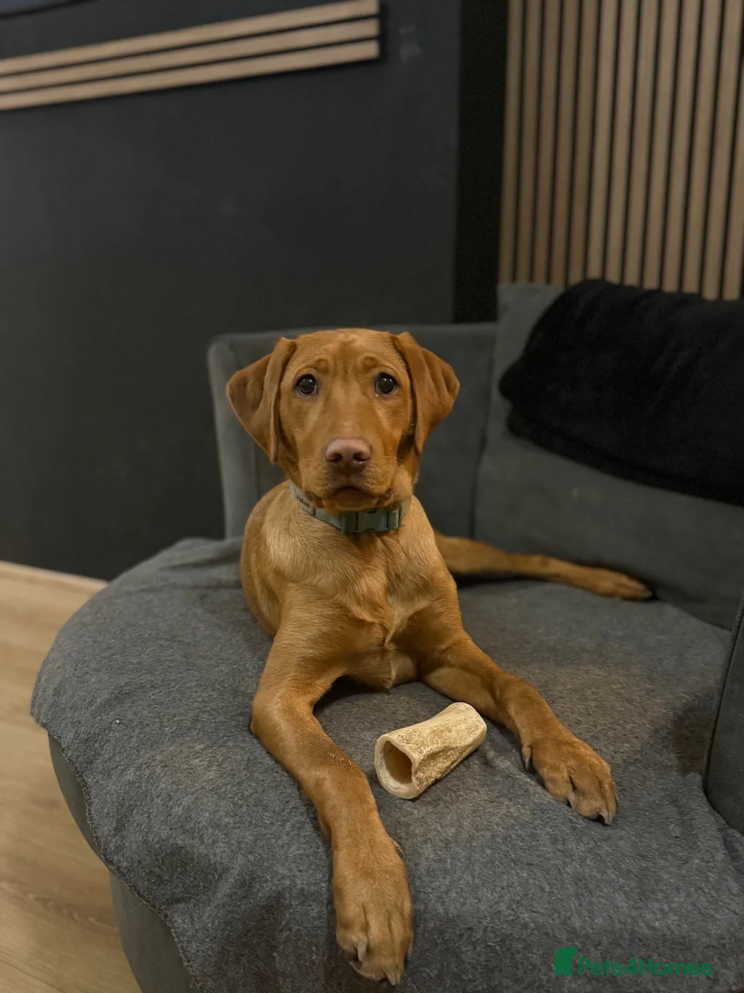 Labrador Retriever dogs for sale: Red fox Labrador puppy  - Advert 4