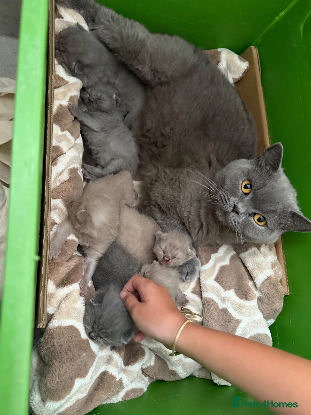 British Shorthair cats for sale: British shorthair kittens  - Advert 2