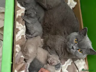 British Shorthair cats British shorthair kittens 4 boys left - Advert 4