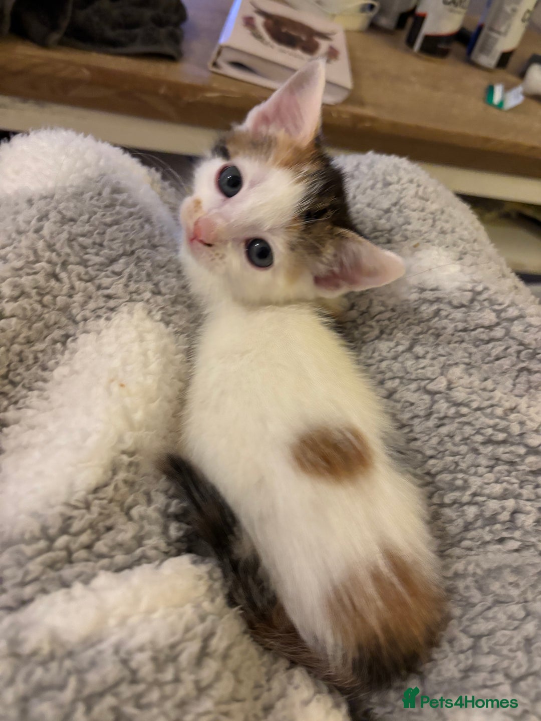 Domestic Shorthair cats for sale: Kittens for sale - Image 7