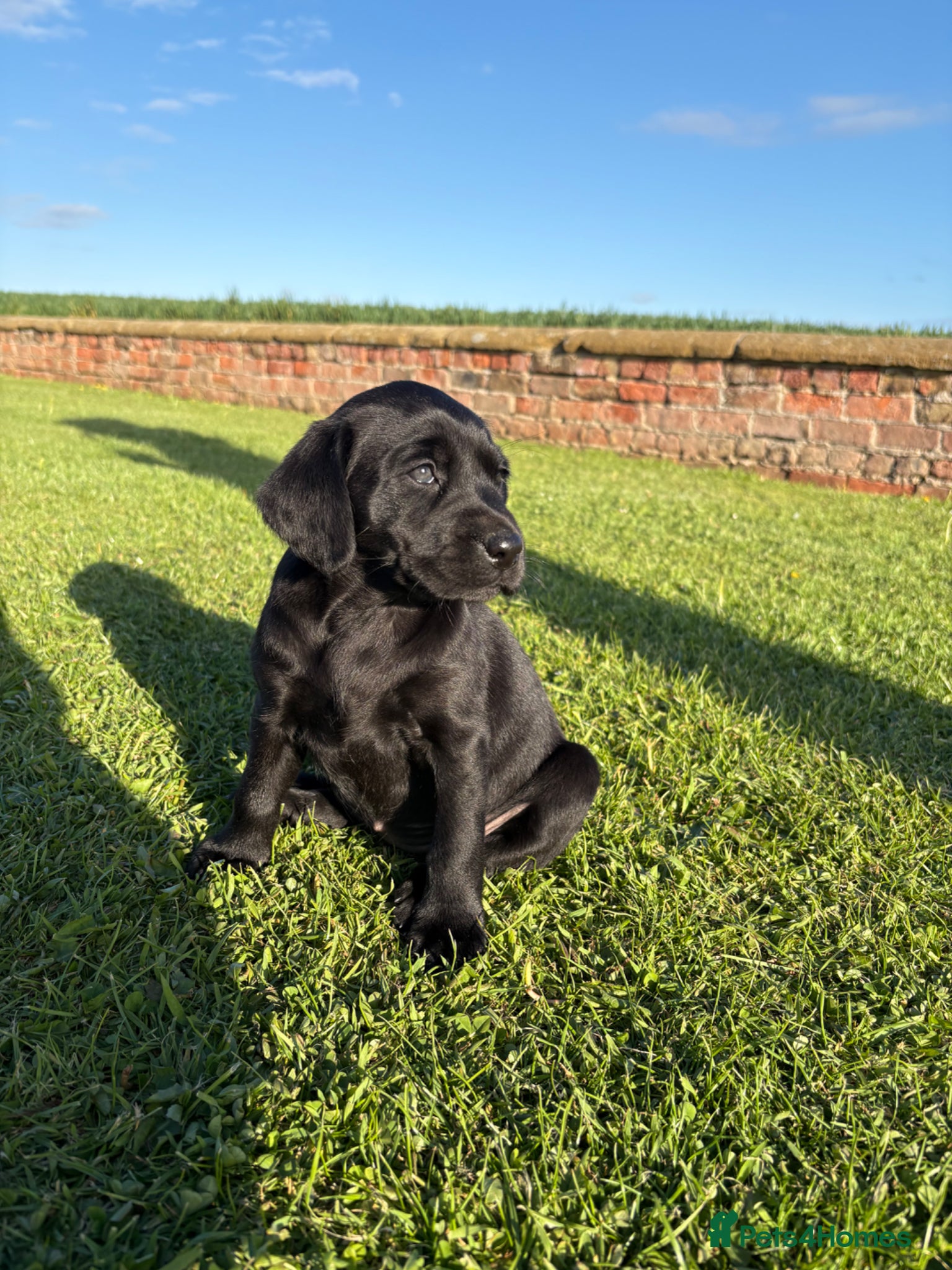 Labrador Retriever dogs Quality KC Black Labrador Puppies - Advert 2
