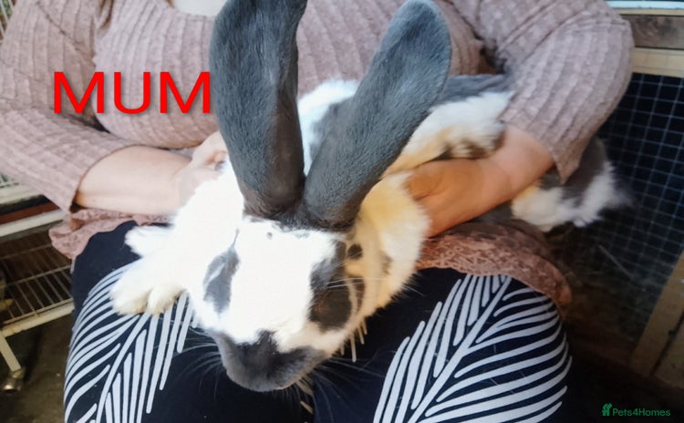 Giant Papillon rabbits - Advert 1