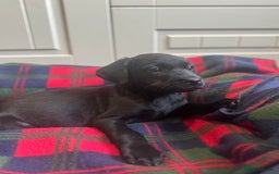 Labrador Retriever dogs for sale: KC registered working line- health tested parents  - Image 5