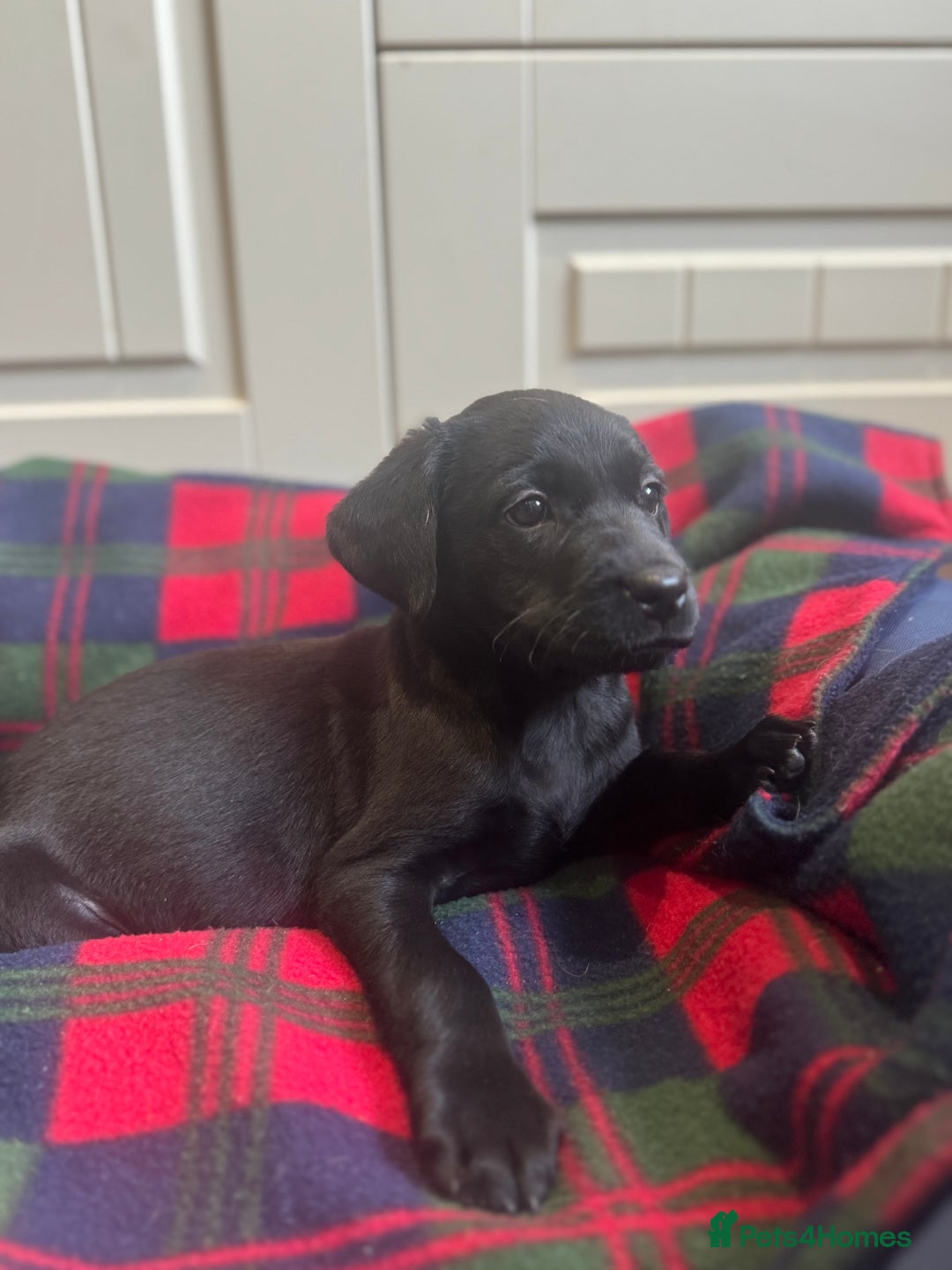 Labrador Retriever dogs for sale: KC registered working line- health tested parents  - Image 5