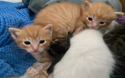 Mixed Breed cats for sale: Ragdoll x Tabbie - Image 15