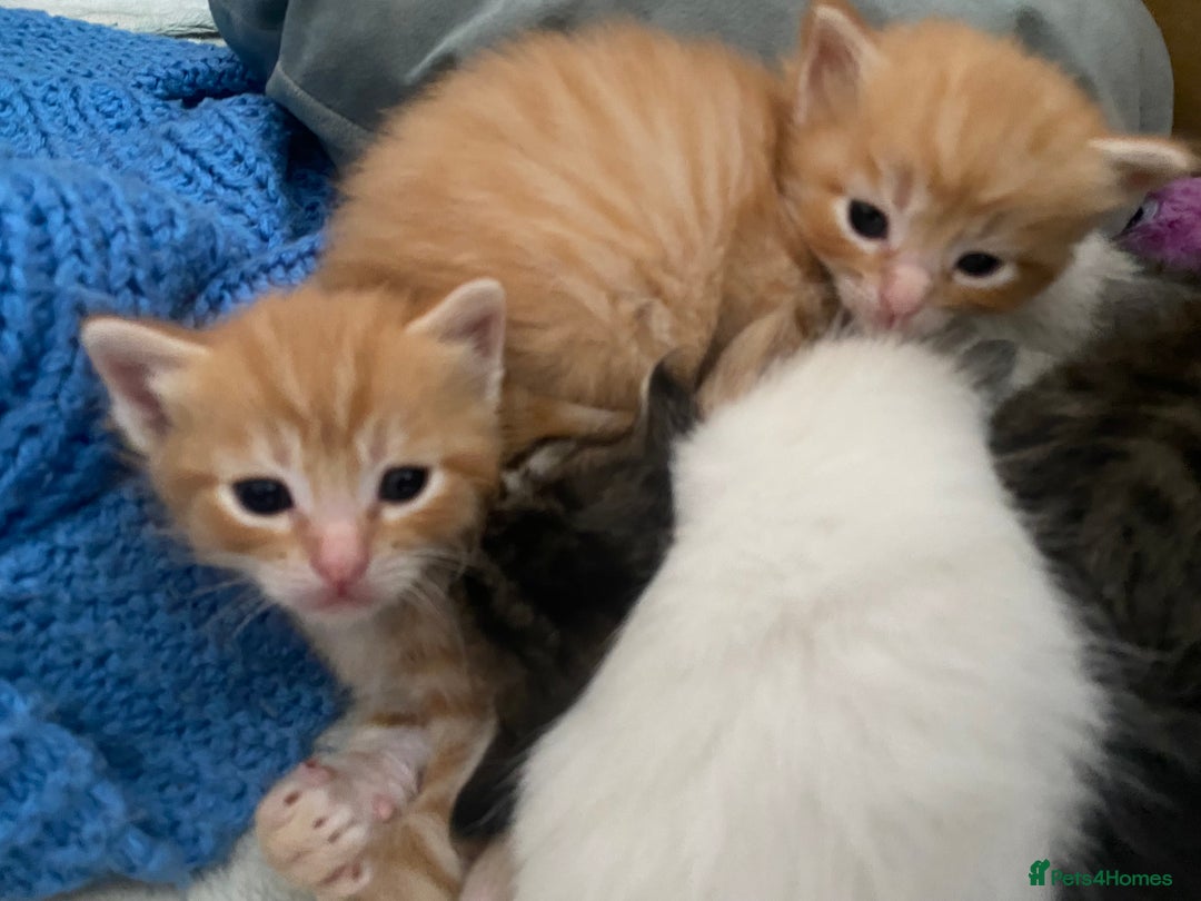 Mixed Breed cats for sale: Ragdoll x Tabbie - Image 15