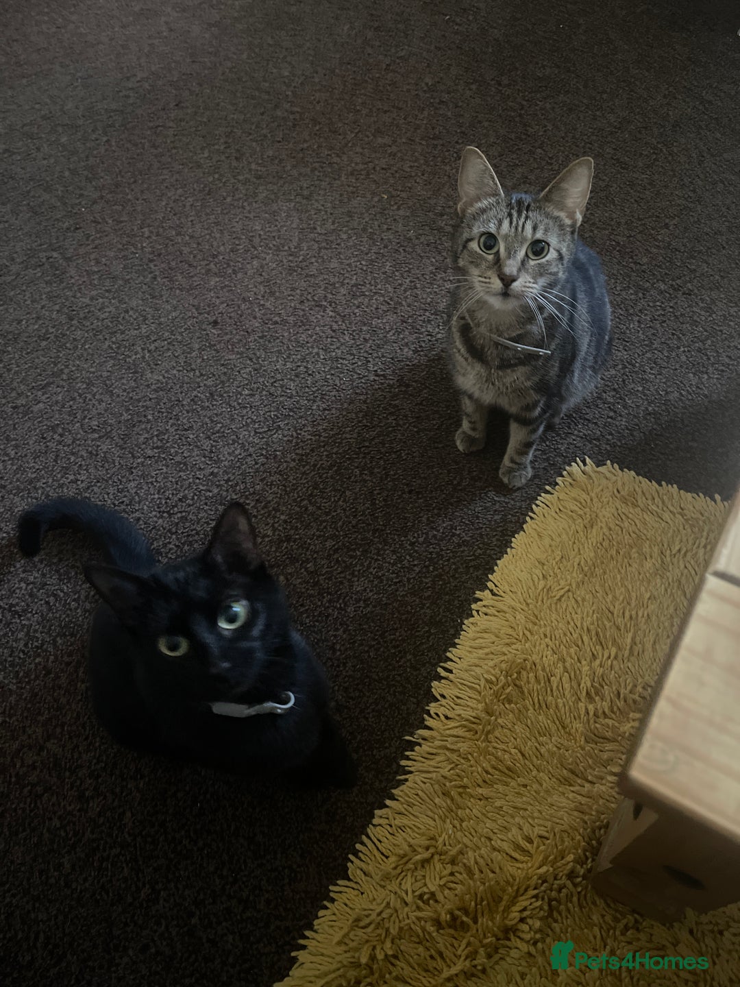 Mixed Breed cats for sale: Kittens for sale - Advert 1