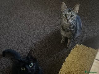 Mixed Breed cats Kittens for sale - Advert 5