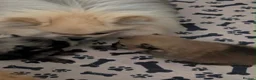Pomeranian dogs for sale: 2 gorgeous little Pomeranian puppies for sale in Hartlepool - Advert 7
