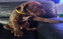 Mastiff dogs for sale: Mastiff Hybrids  - Image 35