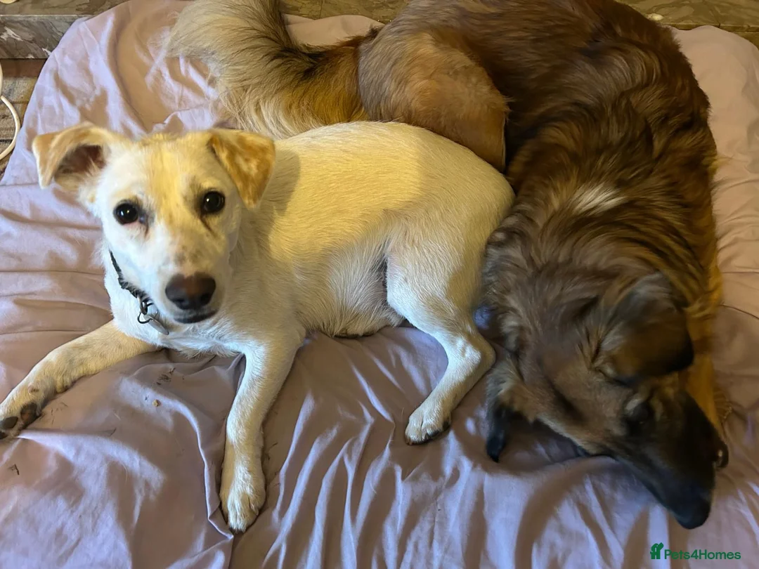 Mixed Breed dogs for adoption: Chance  - Advert 2