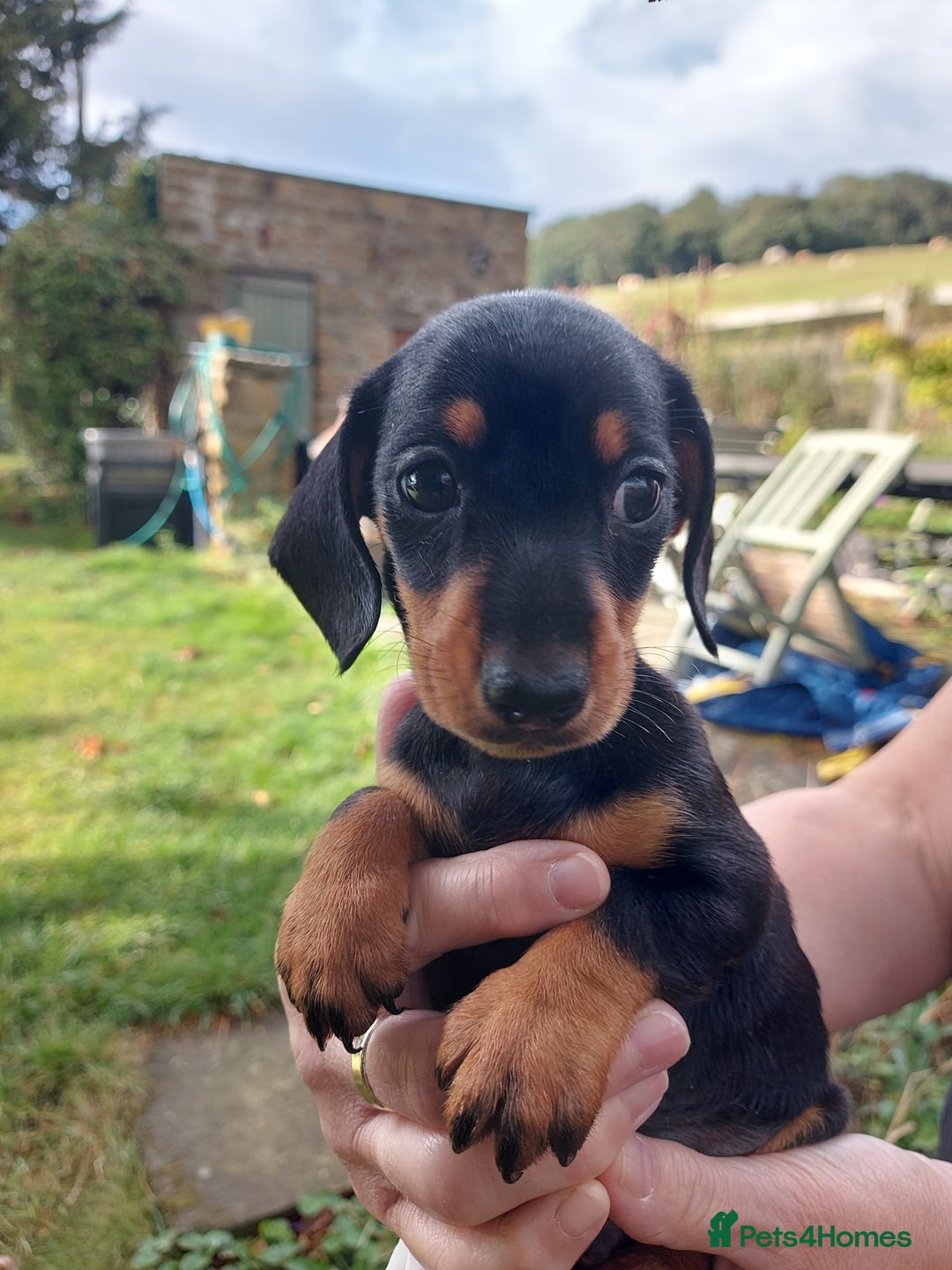 Miniature Dachshund dogs for sale: Beautiful litter of 6 true to type miniature pups. - Image 8