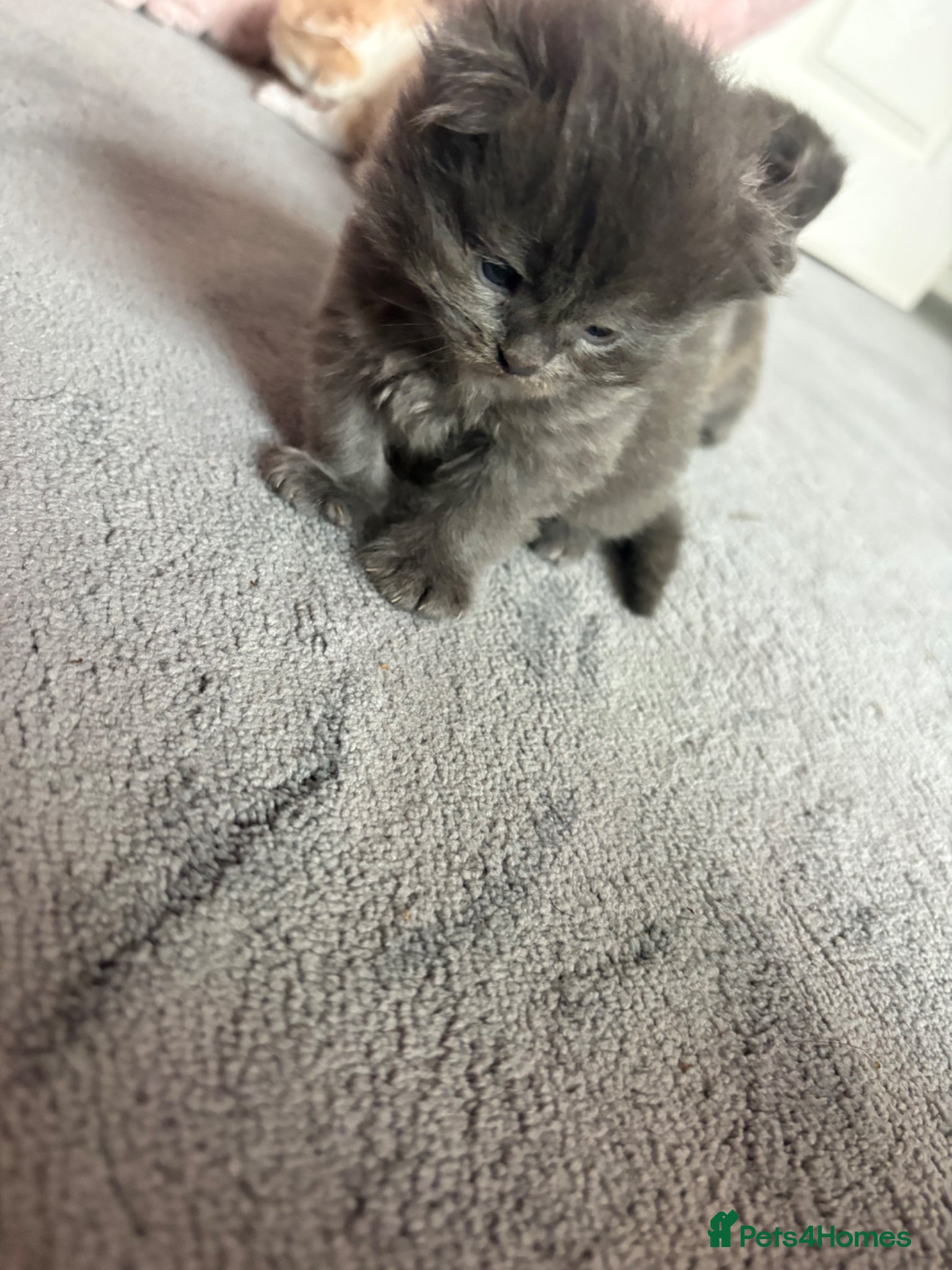 Mixed Breed Kitten 4