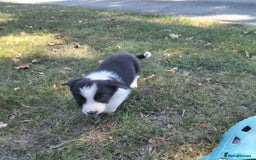 Border Collie dogs for sale: Adorable Border collie pups - Image 10