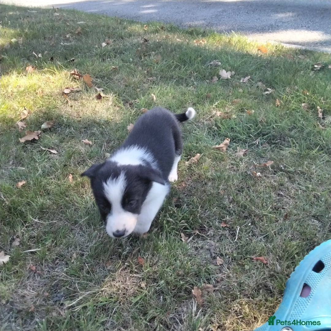 Border Collie dogs for sale: Adorable Border collie pups - Image 10