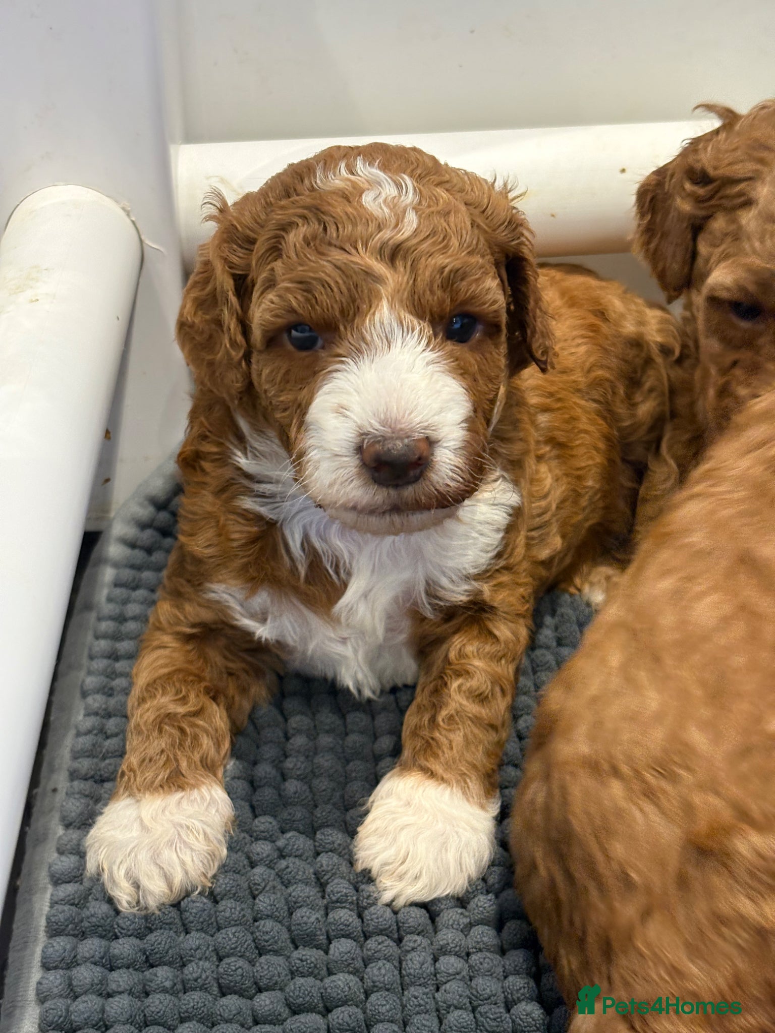 Goldendoodle dogs Beautiful double doodle puppies.  - Advert 17