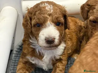 Goldendoodle dogs Beautiful double doodle puppies. - Advert 17