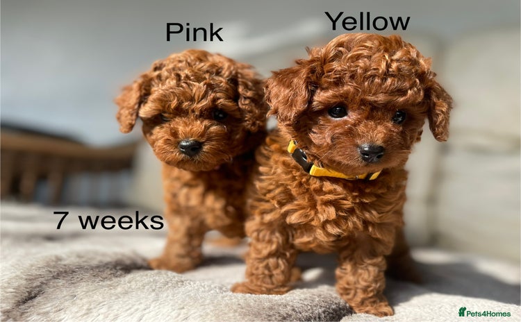 Toy Poodle dogs - Advert 3