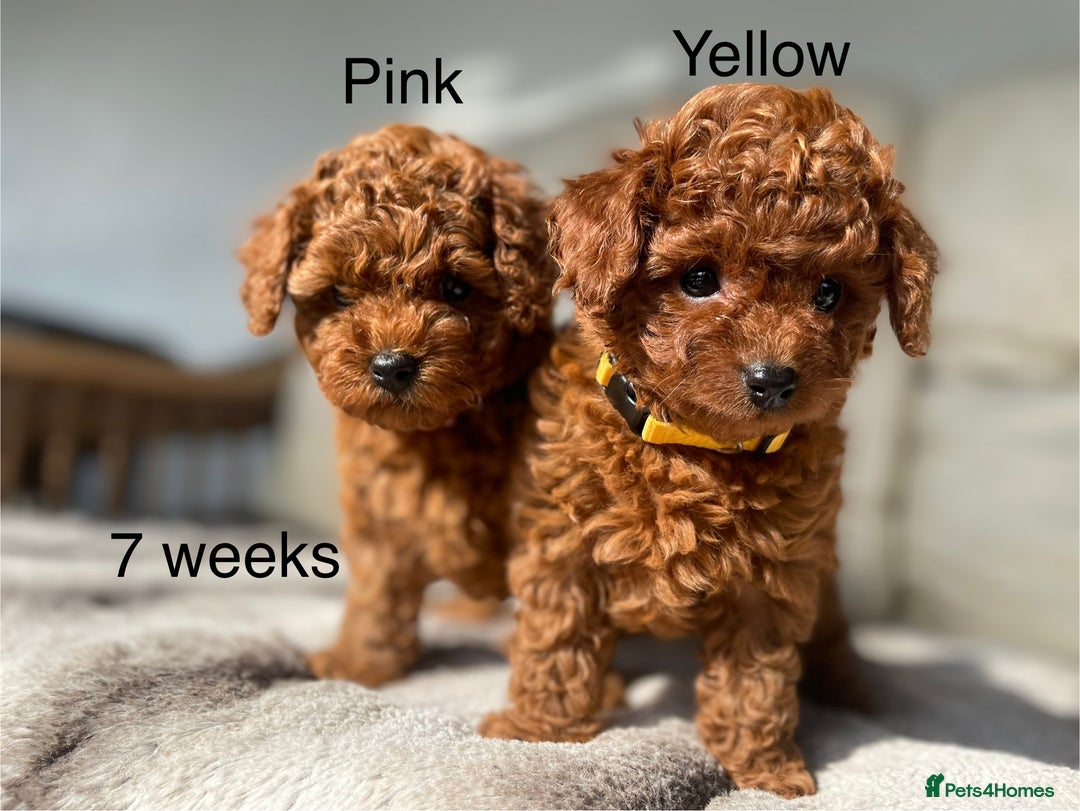 Toy Poodle dogs for sale: Asian Toy Poodle Puppies  - Image 26