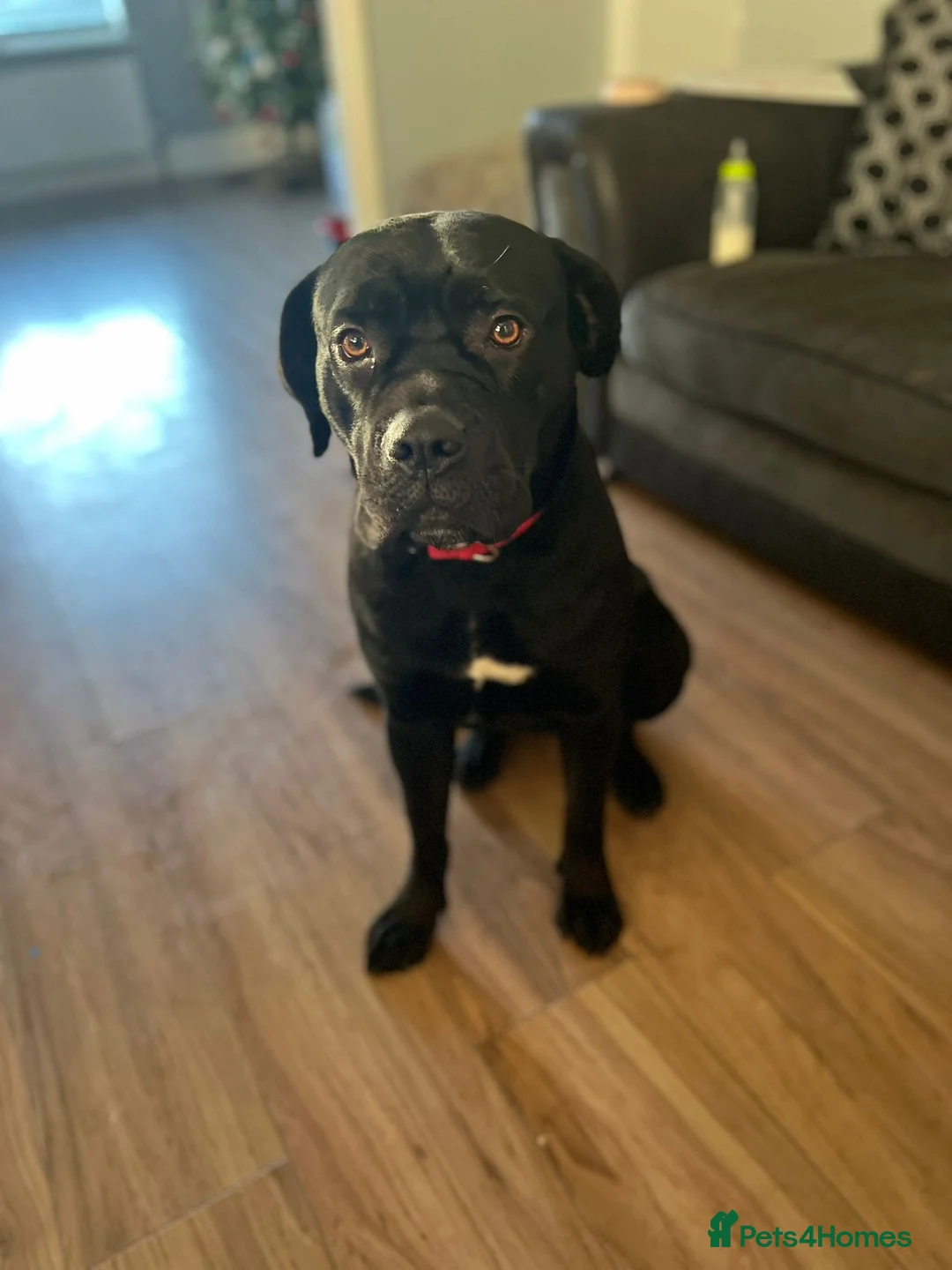 Cane Corso dogs for sale: Looking for a good home for my dog!  - Advert 1