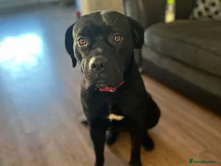 Cane Corso dogs Looking for a good home for my dog! - Advert 8