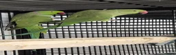 Parakeets birds for sale: Finches canarys doves parakeets parrots  - Advert 11