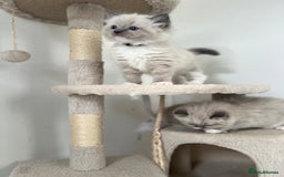 Ragdoll cats for sale: Meet Special Joy - Image 8