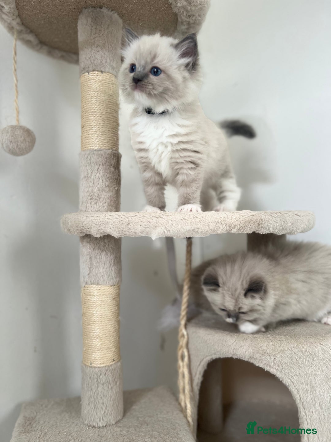Ragdoll cats for sale: Meet Special Joy - Image 8