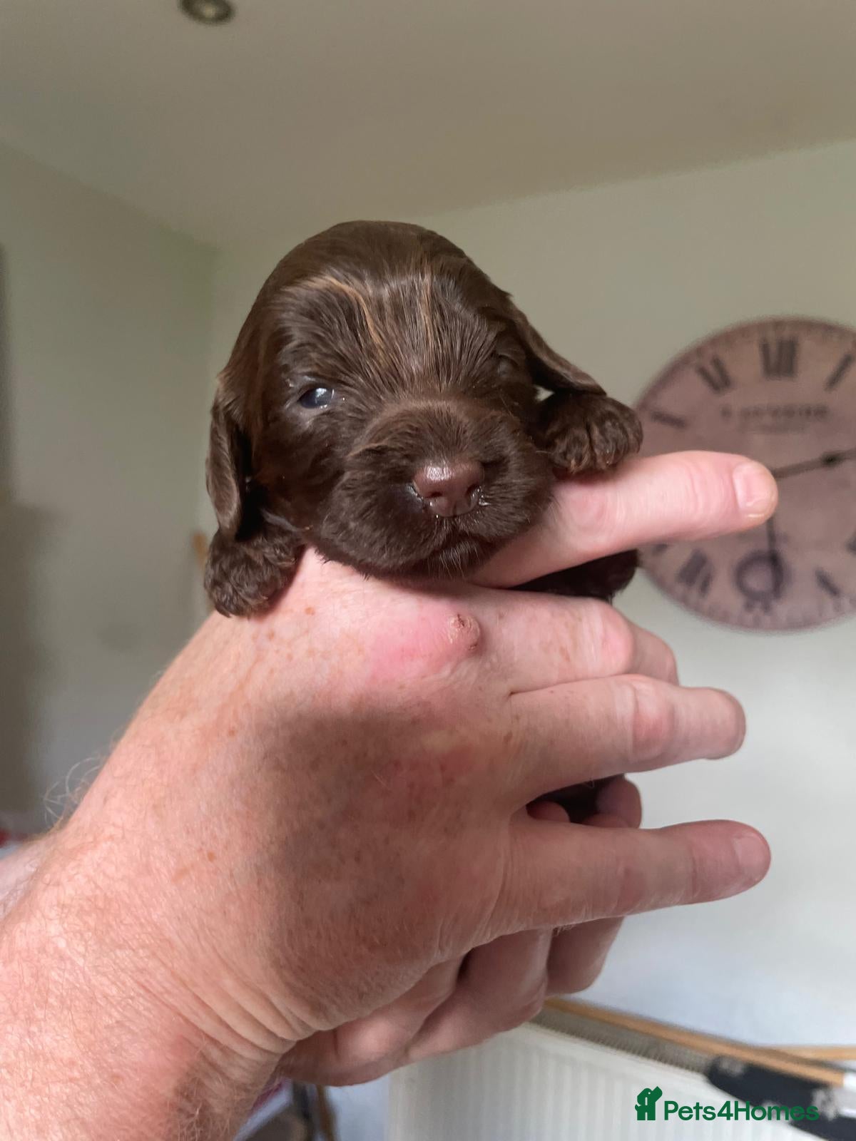 Cockapoo dogs BEAUTIFUL LITTER OF HEALTH TESTED COCKAPOOS 🩷 - Advert 7