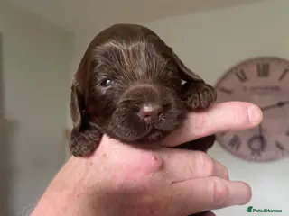 Cockapoo dogs BEAUTIFUL LITTER OF HEALTH TESTED COCKAPOOS 🩷 - Advert 7
