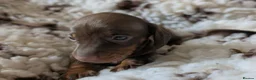 Miniature Dachshund dogs for sale: (ONLY ONE LEFT)MINIATURE DACHSHUND PUPPIES  - Advert 3