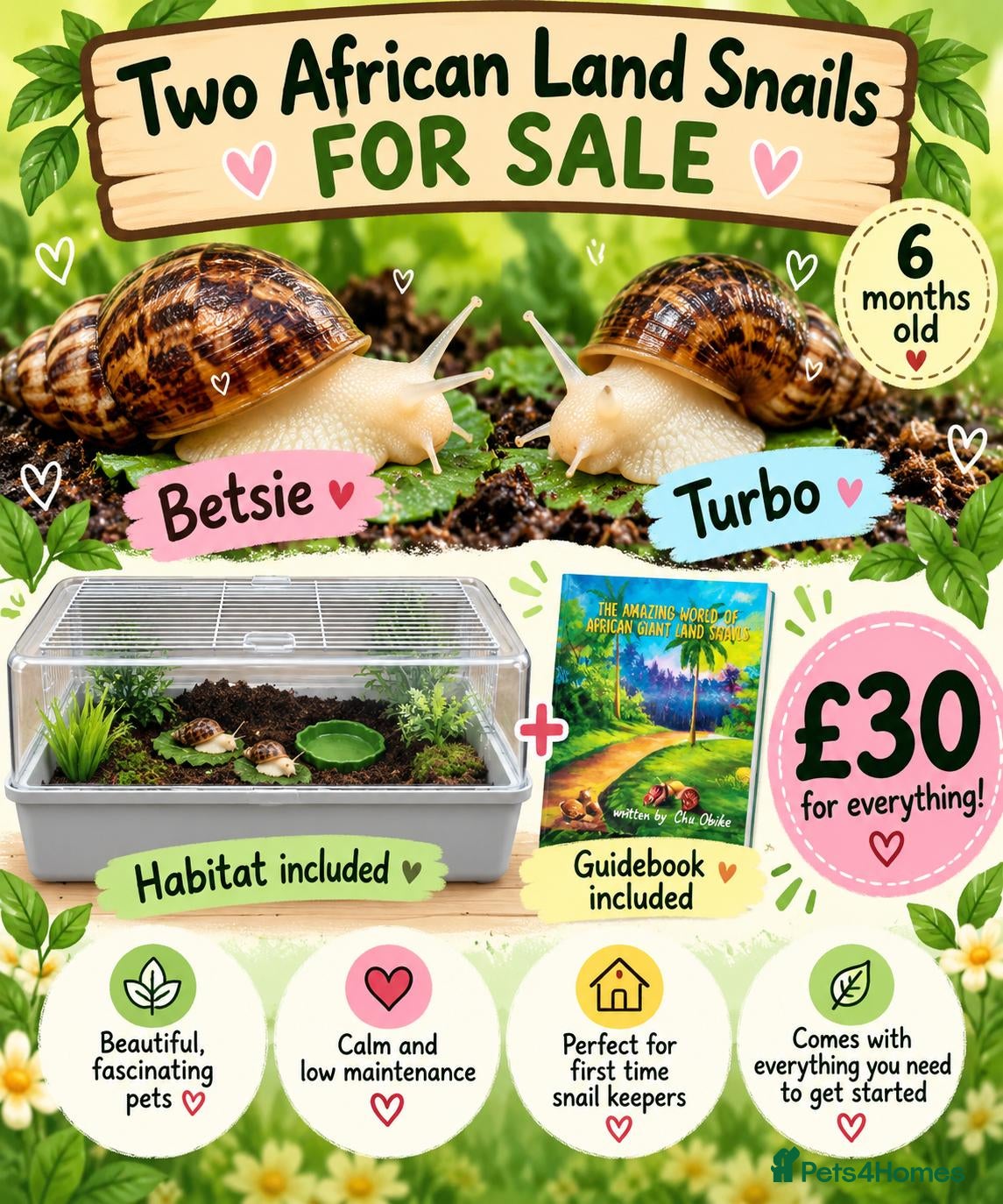 Snails invertebrates 2 X Giant African Land Snails with enclosure. - Advert 6