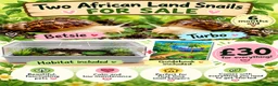 Snails invertebrates for sale: 2 X Giant African Land Snails with enclosure. in New Milton - Advert 1